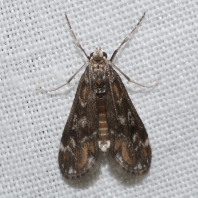 Hygraula nitens (Pond Moth) at Freshwater Creek, VIC - 20 Oct 2022 by WendyEM