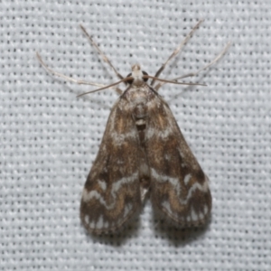 Hygraula nitens at Freshwater Creek, VIC - 20 Oct 2022