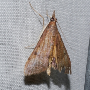 Uresiphita ornithopteralis at Freshwater Creek, VIC - 20 Oct 2022