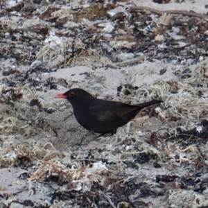 Turdus merula at Ulladulla, NSW - 9 Aug 2024