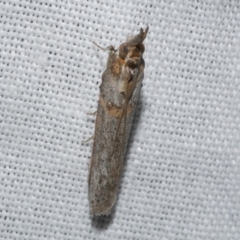 Etiella behrii (Lucerne Seed Web Moth) at Freshwater Creek, VIC - 20 Oct 2022 by WendyEM