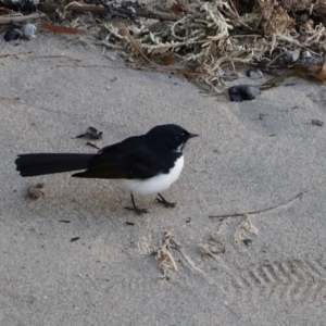 Rhipidura leucophrys at Ulladulla, NSW - 9 Aug 2024 05:04 PM