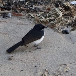 Rhipidura leucophrys at Ulladulla, NSW - 9 Aug 2024 05:04 PM