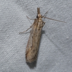 Faveria tritalis (Couchgrass Webworm) at Freshwater Creek, VIC - 20 Oct 2022 by WendyEM