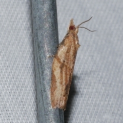 Epiphyas (genus) (A Tortrid moth) at Freshwater Creek, VIC - 20 Oct 2022 by WendyEM