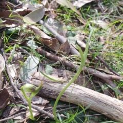 Pterostylis pedunculata (Maroonhood) at Greenwich Park, NSW - 11 Aug 2024 by Bubbles