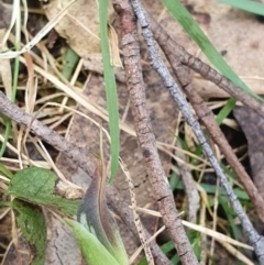 Pterostylis pedunculata at Greenwich Park, NSW - suppressed