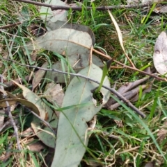 Pterostylis pedunculata at Greenwich Park, NSW - suppressed