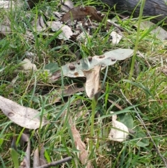 Pterostylis pedunculata at Greenwich Park, NSW - 11 Aug 2024