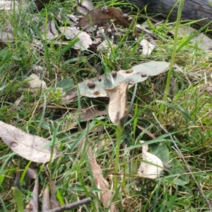 Pterostylis pedunculata at Greenwich Park, NSW - suppressed