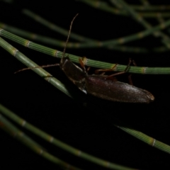 Elateridae sp. (family) at Freshwater Creek, VIC - 20 Oct 2022 by WendyEM