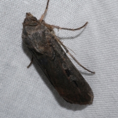 Agrotis infusa (Bogong Moth, Common Cutworm) at Freshwater Creek, VIC - 20 Oct 2022 by WendyEM