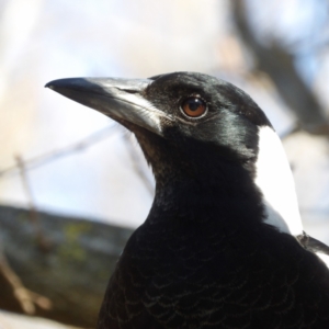 Gymnorhina tibicen at Braidwood, NSW - 11 Aug 2024 10:30 AM