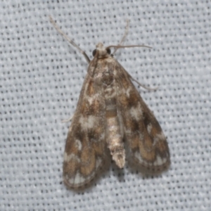 Hygraula nitens at Freshwater Creek, VIC - 21 Oct 2022 09:54 PM