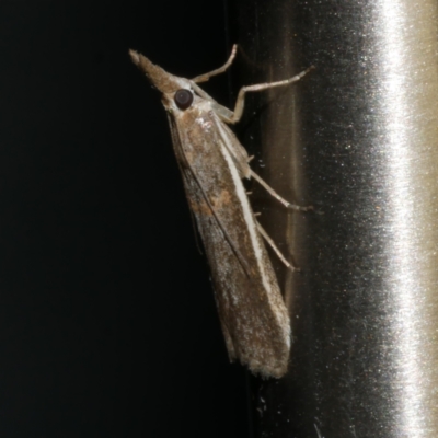 Etiella behrii (Lucerne Seed Web Moth) at Freshwater Creek, VIC - 21 Oct 2022 by WendyEM