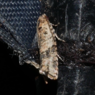 Isochorista ranulana (A Tortricid moth) at Freshwater Creek, VIC - 21 Oct 2022 by WendyEM