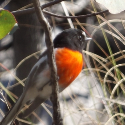 Petroica boodang (Scarlet Robin) at Bombay, NSW - 11 Aug 2024 by MatthewFrawley