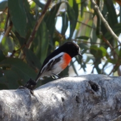 Petroica boodang at Bombay, NSW - 11 Aug 2024 01:04 PM