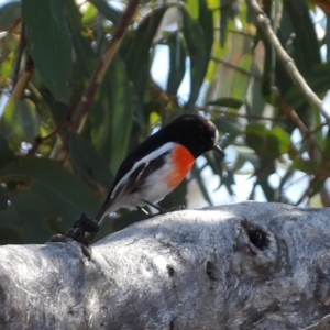 Petroica boodang at Bombay, NSW - 11 Aug 2024 01:04 PM