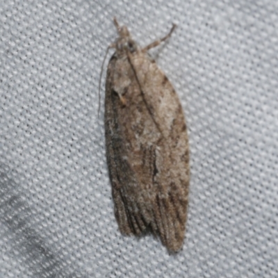 Thrincophora inconcisana (A Tortricid moth) at Freshwater Creek, VIC - 21 Oct 2022 by WendyEM