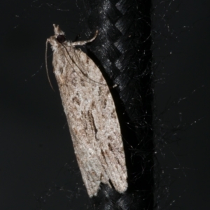 Thrincophora inconcisana at Freshwater Creek, VIC - 21 Oct 2022 08:58 PM