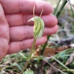 Pterostylis concinna (Trim Greenhood) at Greenwich Park, NSW - 11 Aug 2024 by Bubbles