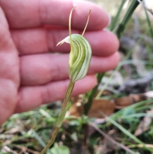 Pterostylis concinna at Greenwich Park, NSW - 11 Aug 2024