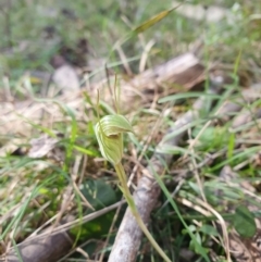 Pterostylis concinna at Greenwich Park, NSW - 11 Aug 2024