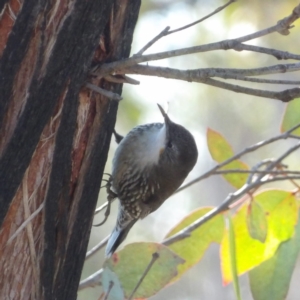 Cormobates leucophaea at Bombay, NSW - 11 Aug 2024 01:10 PM