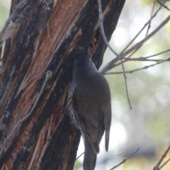 Cormobates leucophaea at Bombay, NSW - 11 Aug 2024