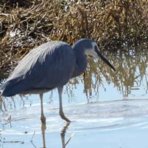 Egretta novaehollandiae at Braidwood, NSW - 11 Aug 2024 01:32 PM