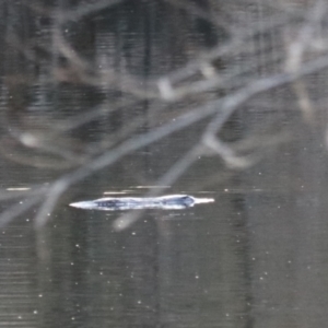 Ornithorhynchus anatinus at Middle Arm, NSW - 9 Aug 2024