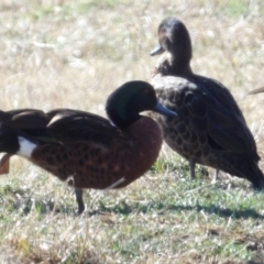 Anas castanea (Chestnut Teal) at Braidwood, NSW - 11 Aug 2024 by MatthewFrawley