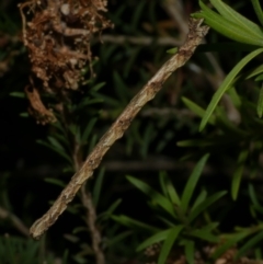 Chrysolarentia leucophanes at Freshwater Creek, VIC - 29 Oct 2022 09:46 PM