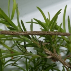 Chrysolarentia leucophanes at Freshwater Creek, VIC - 29 Oct 2022 09:46 PM