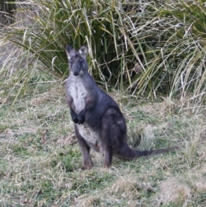 Osphranter robustus robustus at Middle Arm, NSW - 9 Aug 2024 06:08 PM