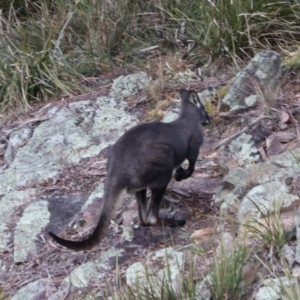 Osphranter robustus robustus at Middle Arm, NSW - 9 Aug 2024 06:08 PM