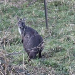 Osphranter robustus robustus at Middle Arm, NSW - 9 Aug 2024 06:08 PM