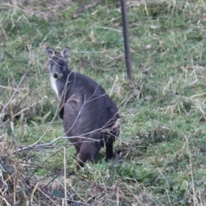 Osphranter robustus robustus at Middle Arm, NSW - 9 Aug 2024