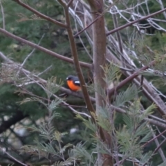 Petroica phoenicea (Flame Robin) at Lake George, NSW - 10 Aug 2024 by Rixon