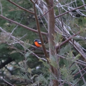 Petroica phoenicea at Lake George, NSW - 10 Aug 2024