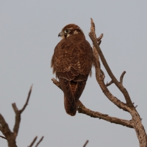 Falco berigora at Collector, NSW - 10 Aug 2024 06:39 PM