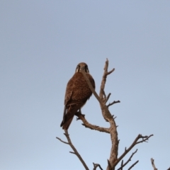 Falco berigora at Collector, NSW - 10 Aug 2024 06:39 PM