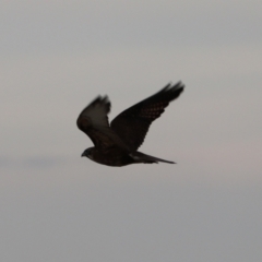 Falco berigora at Collector, NSW - 10 Aug 2024 06:39 PM