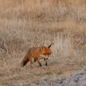 Vulpes vulpes at Goulburn, NSW - 8 Aug 2024