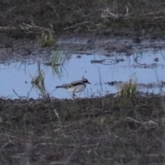 Charadrius melanops (Black-fronted Dotterel) at Wollogorang, NSW - 17 Jul 2024 by Rixon