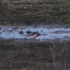 Charadrius melanops at Wollogorang, NSW - 17 Jul 2024 06:47 PM