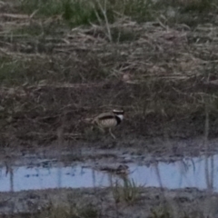 Charadrius melanops at Wollogorang, NSW - 17 Jul 2024