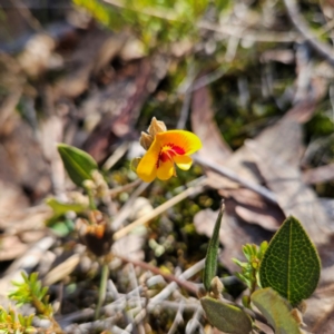 Mirbelia platylobioides at Bombay, NSW - 11 Aug 2024