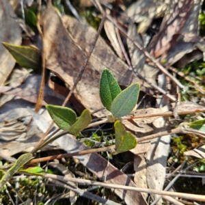 Mirbelia platylobioides at Bombay, NSW - 11 Aug 2024